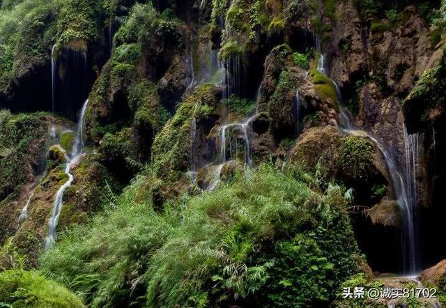 做实“林长制”筑牢古树保护防线
